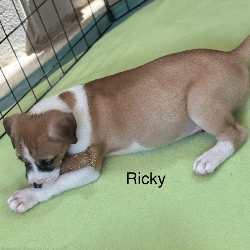 Ricky Aka Juno thumbnail 3