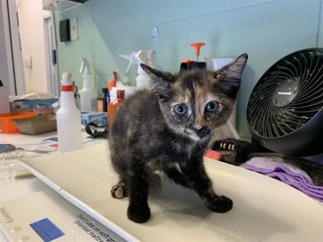 A baby small-sized female Domestic Short Hair cat named Tara for adoption in Grand Prairie, TX