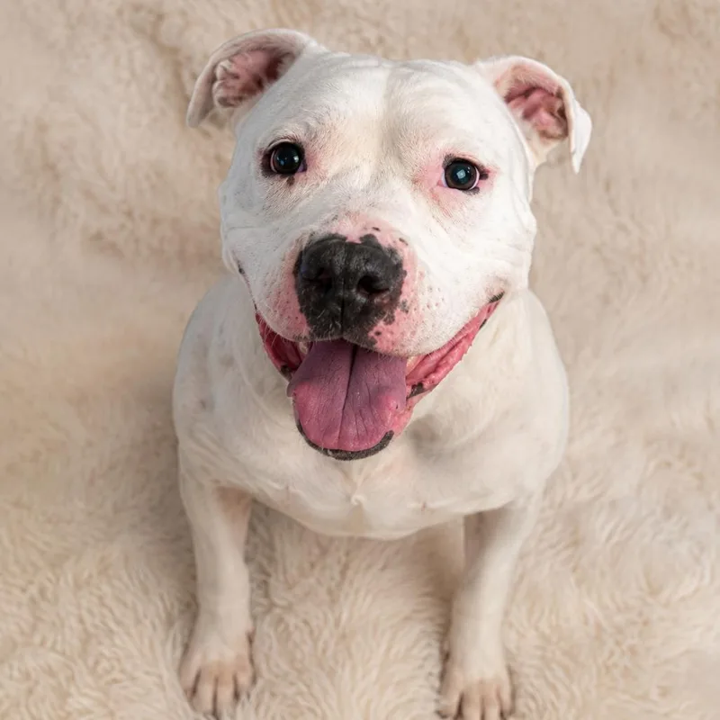 A senior medium-sized male White / Cream English Bulldog dog named GramPaw for adoption in East Saint Louis, IL