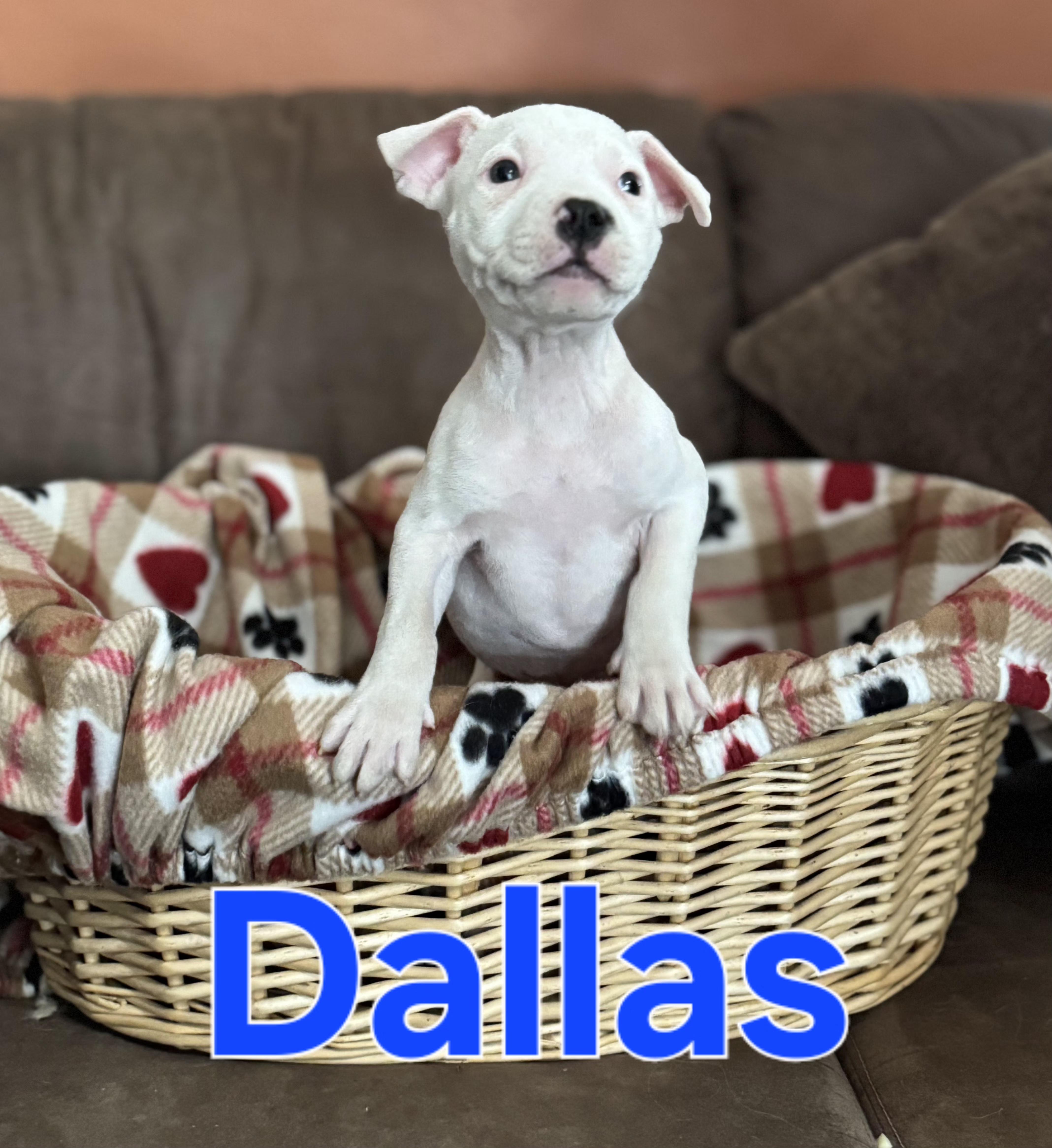 Dallas
