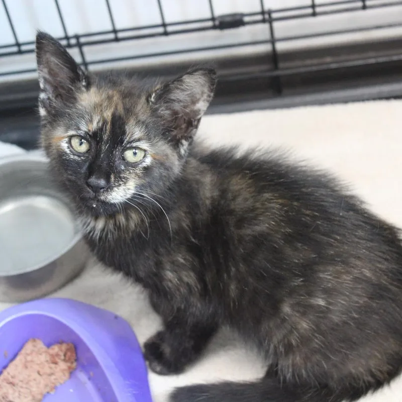 A baby small-sized female Calico Domestic Short Hair cat named Ponyo for adoption in Cleveland, MS