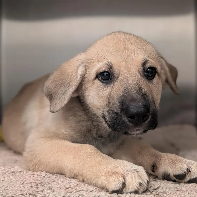 A baby small-sized female German Shepherd Dog dog named Maple for adoption in Asheville, NC