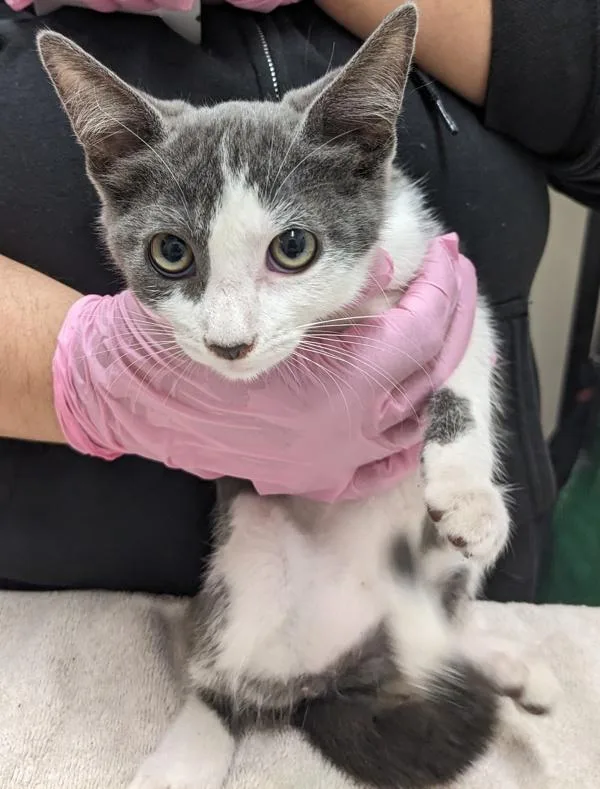 A baby small-sized female Domestic Short Hair cat named Molly Mcgee for adoption in El Cajon, CA