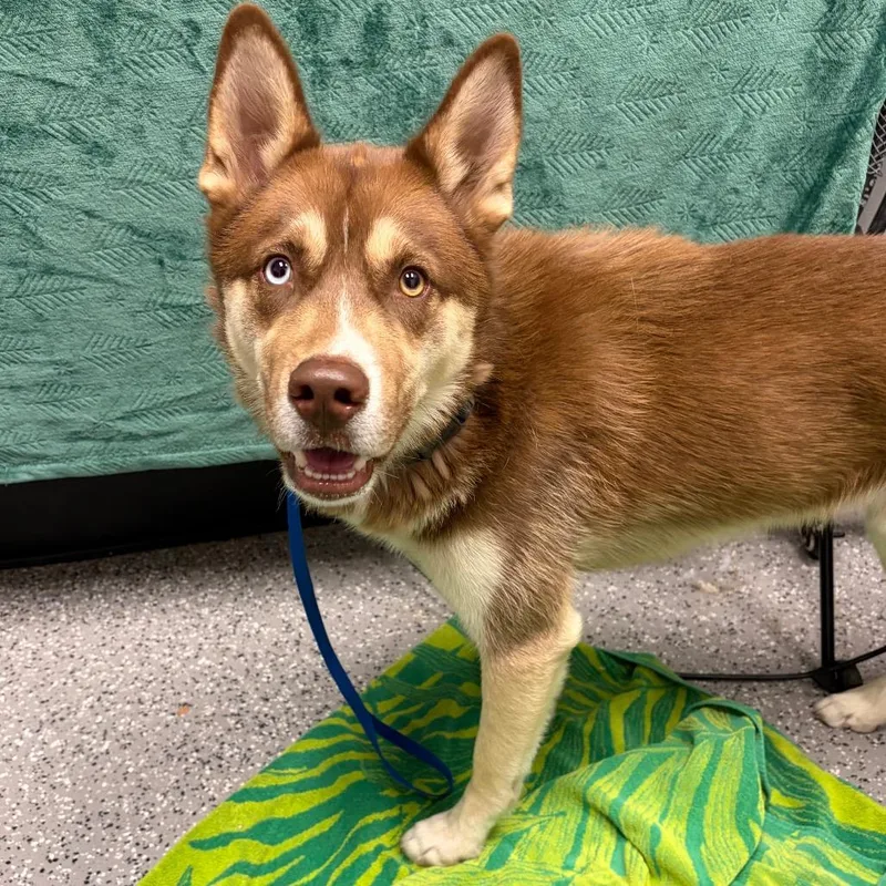 An adult medium-sized male White / Cream Mixed Breed dog named HACCStray for adoption in Henderson, NV