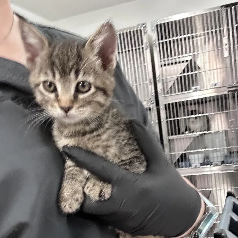 A baby small-sized male Brown / Chocolate Domestic Short Hair cat named Bramble for adoption in Manhattan, KS