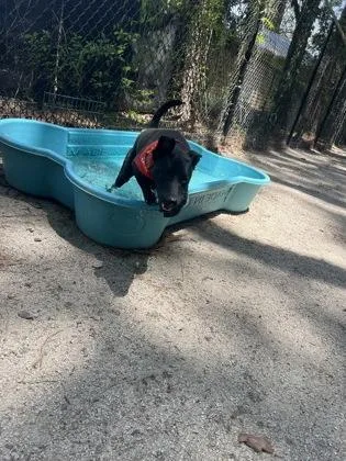 A young medium-sized female Black Mixed Breed dog named Meeka for adoption in Georgetown, SC