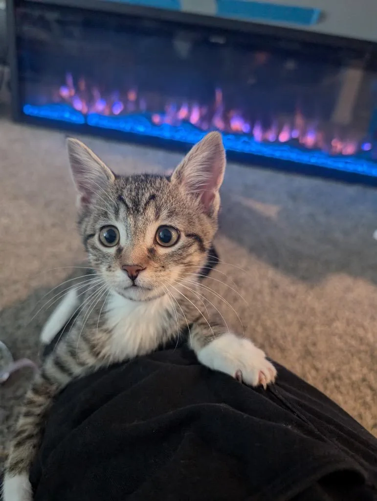 A baby medium-sized male Domestic Short Hair cat named Dr Pepper for adoption in Logan, UT