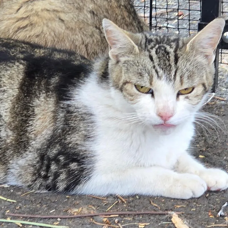 A young small-sized female White Domestic Short Hair cat named Pebbles for adoption in Klamath Falls, OR