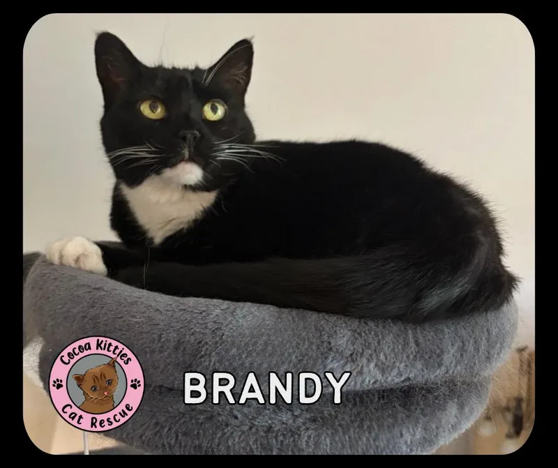 A senior large-sized female Domestic Short Hair cat named Brandy for adoption in Hershey, PA