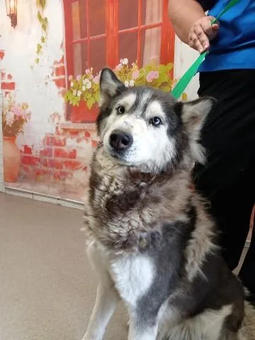 A young medium-sized female Siberian Husky dog named Akela for adoption in San Bernardino, CA