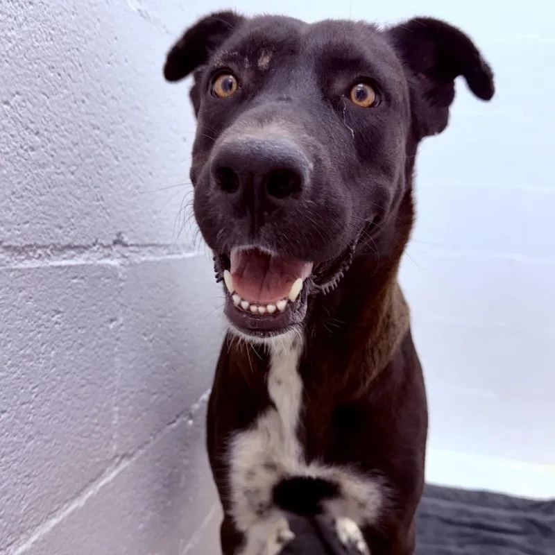 An adult large-sized female Black Labrador Retriever dog named Candy for adoption in Marfa, TX