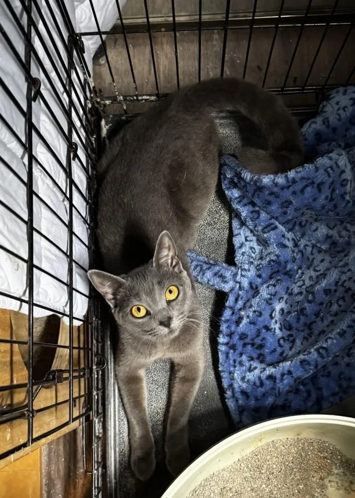 A young small-sized female Gray / Blue / Silver Domestic Short Hair cat named Misty Blue for adoption in Gardena, CA