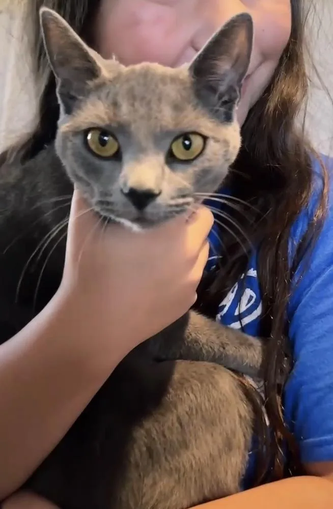 Misty Blue thumbnail 2