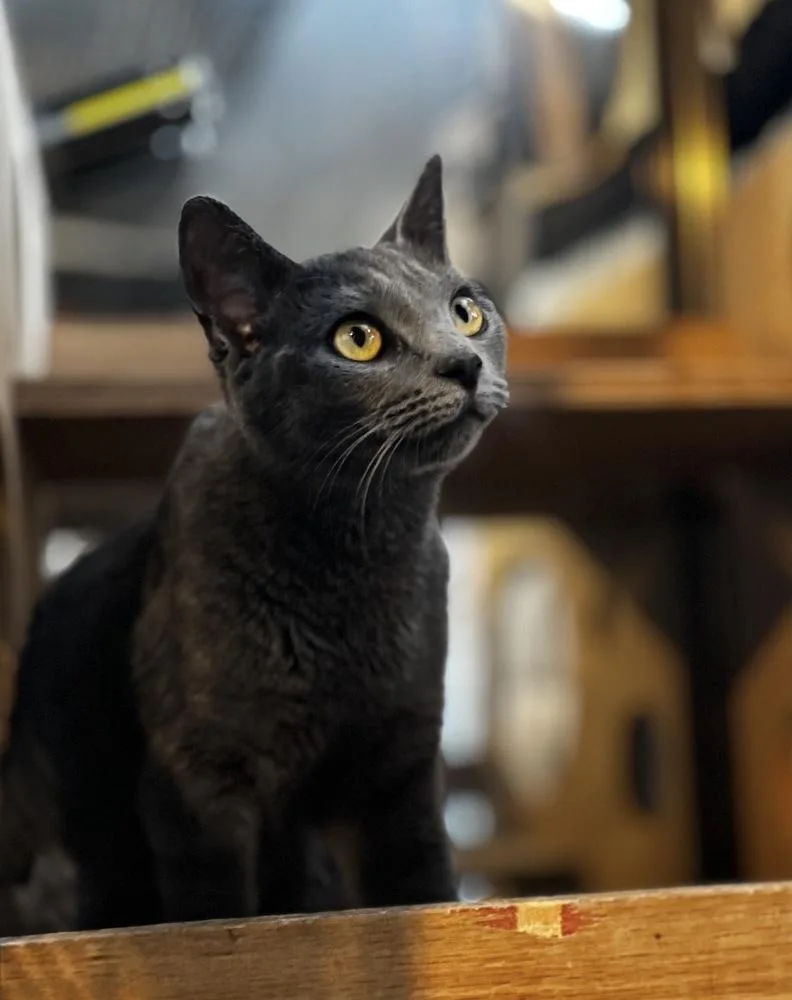 Misty Blue thumbnail 3