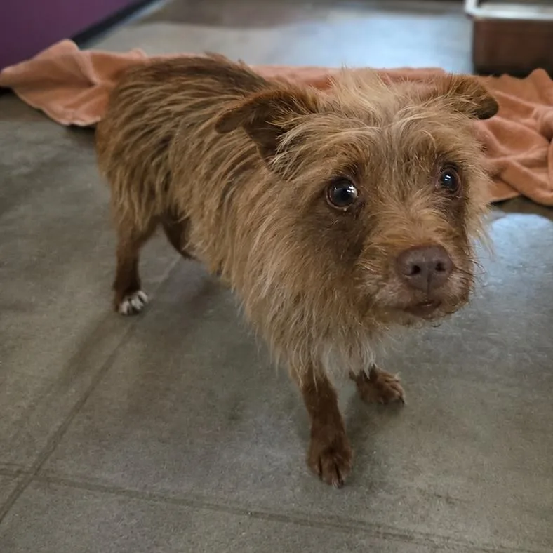 A senior small-sized female Brown / Chocolate Poodle (Toy) dog named Ms. Fuzzybottoms for adoption in San Jacinto, CA