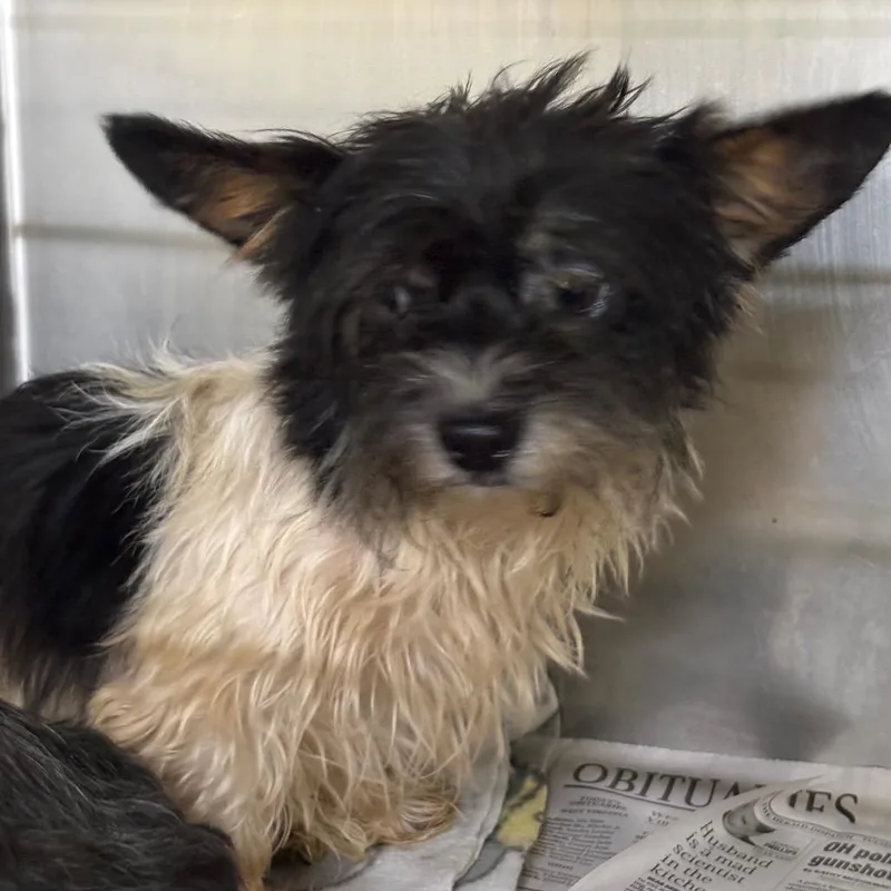 An adult small-sized male Black Mixed Breed dog named Dice Stray Hold for adoption in Huntington, WV