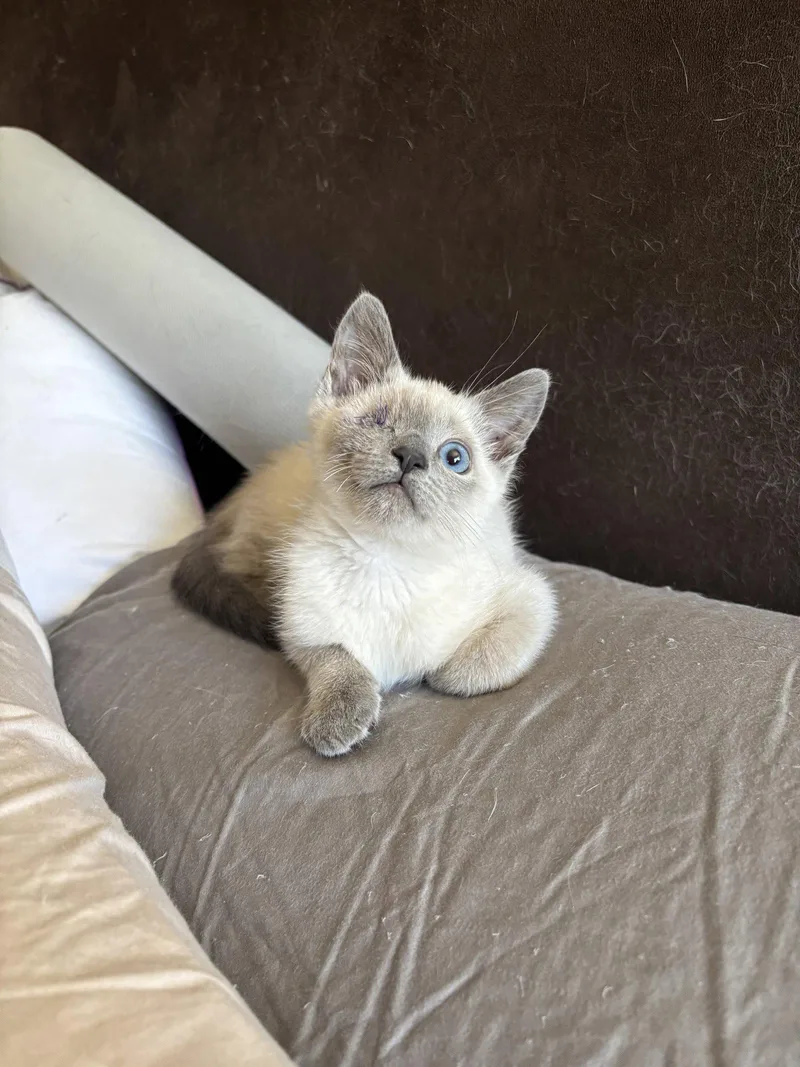 A baby medium-sized male Siamese cat named Dust Bunnynapa for adoption in Napa, CA