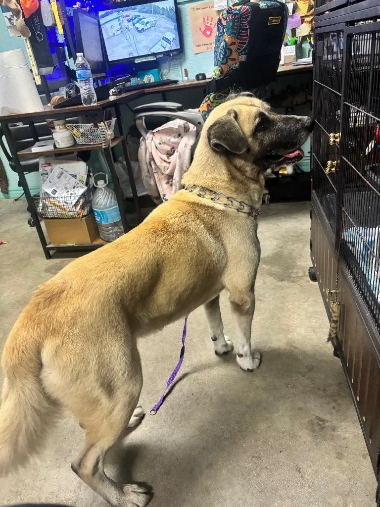 An adult medium-sized male Great Pyrenees dog named Beast for adoption in Rockport, TX