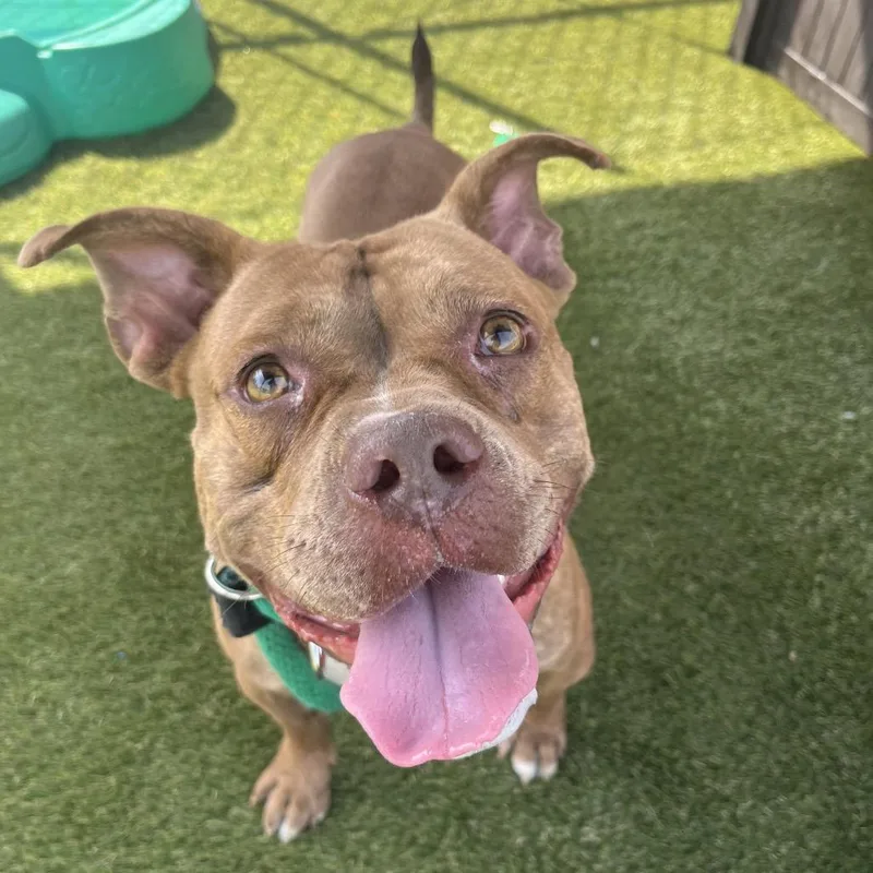 An adult medium-sized female Brown / Chocolate Mixed Breed dog named April Jonas for adoption in Philadelphia, PA