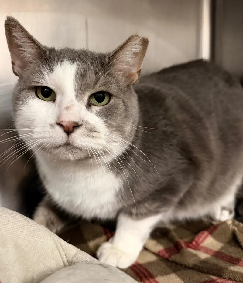 An adult large-sized male Domestic Short Hair cat named Ajax for adoption in Lima, OH