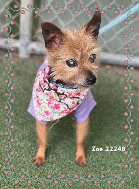 Zoe