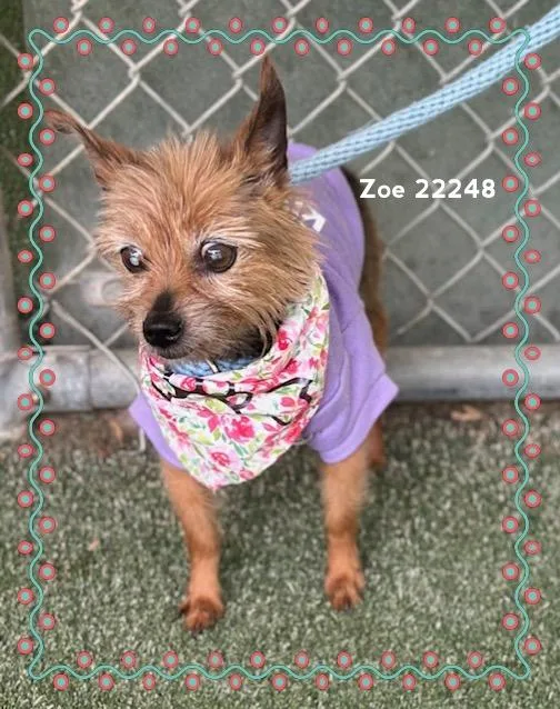 Zoe thumbnail 6