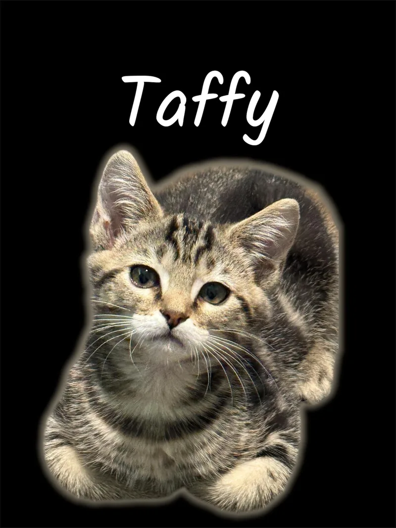 A baby small-sized female Tabby (Brown / Chocolate) Domestic Short Hair cat named Taffy for adoption in Auburn, CA
