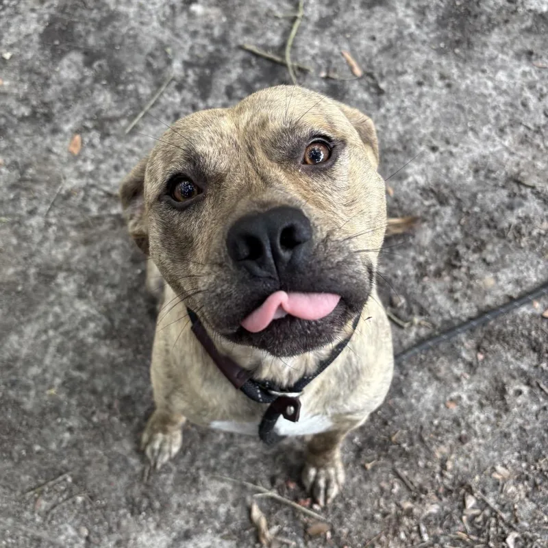 An adult medium-sized male Black Mixed Breed dog named Lucky for adoption in Summerville, SC