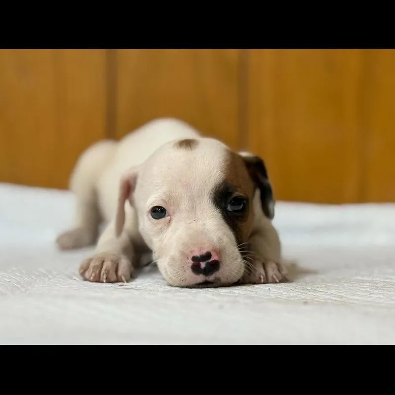 A baby small-sized male White / Cream Chihuahua dog named Danny Tanner for adoption in Seminole, FL