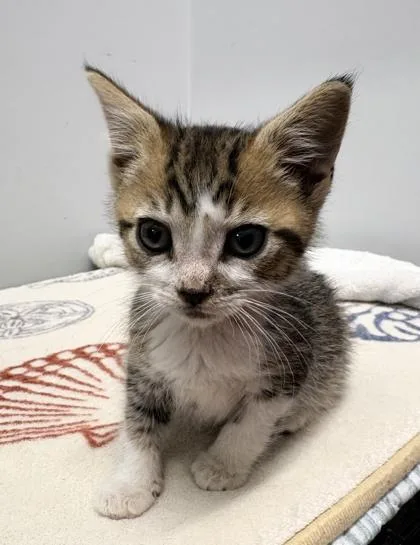 A baby small-sized male Domestic Short Hair cat named Cheeto for adoption in West Chester, PA