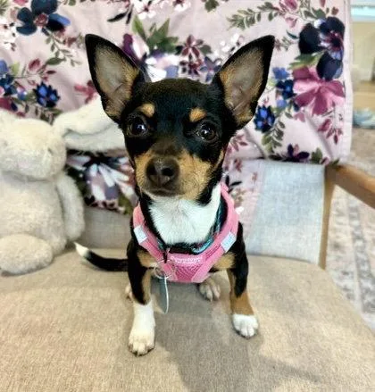 A young small-sized female Chihuahua dog named Goldie for adoption in Seattle, WA
