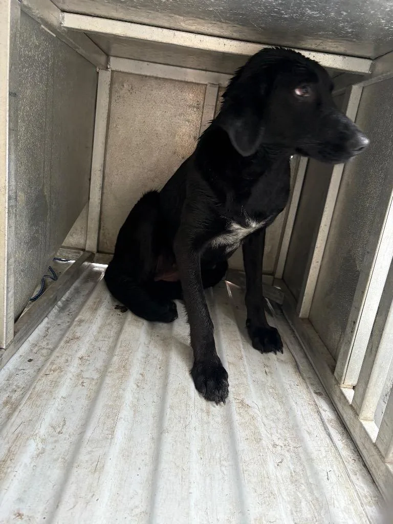 An adult medium-sized female Mixed Breed dog named Bee Bee for adoption in Effingham, SC