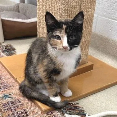 Caramel