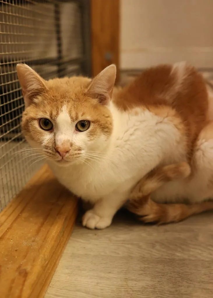 An adult medium-sized male Orange & White Domestic Short Hair cat named Rusty for adoption in Mira Loma, CA