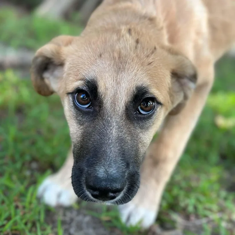 A baby medium-sized female Yellow / Tan / Blond / Fawn Labrador Retriever dog named Luna for adoption in Richmond, VA