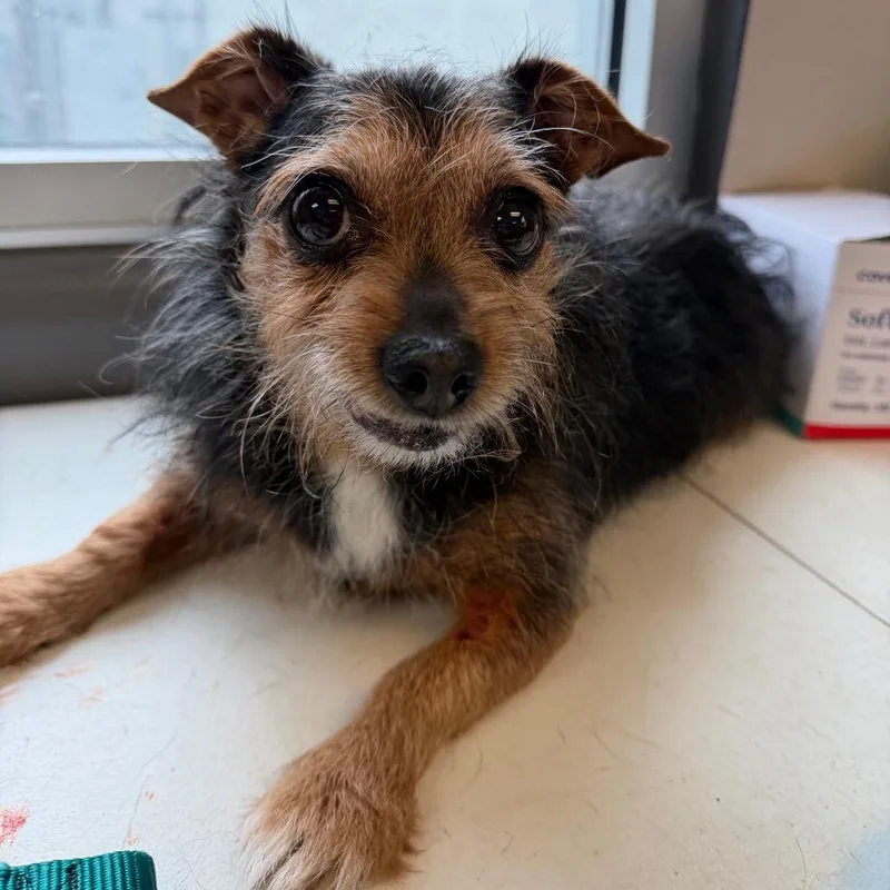 A senior small-sized male Black Terrier dog named Toby for adoption in Tuscaloosa, AL