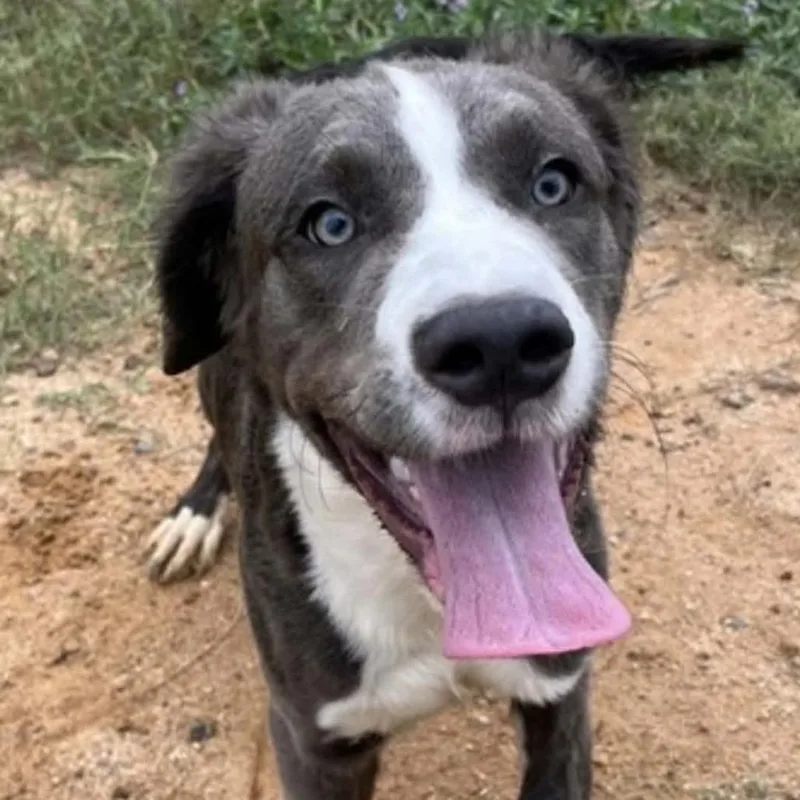 A young medium-sized male Gray / Blue / Silver Mixed Breed dog named Elias for adoption in Griswold, CT