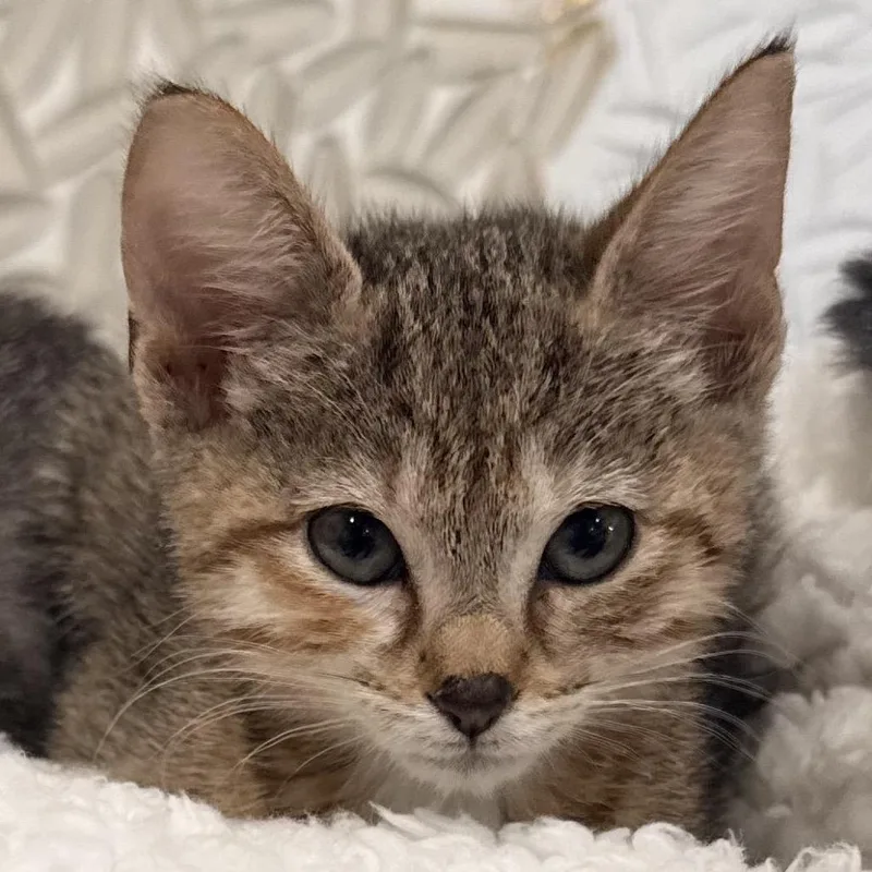 A baby small-sized female Domestic Short Hair cat named Minnie for adoption in Titusville, FL