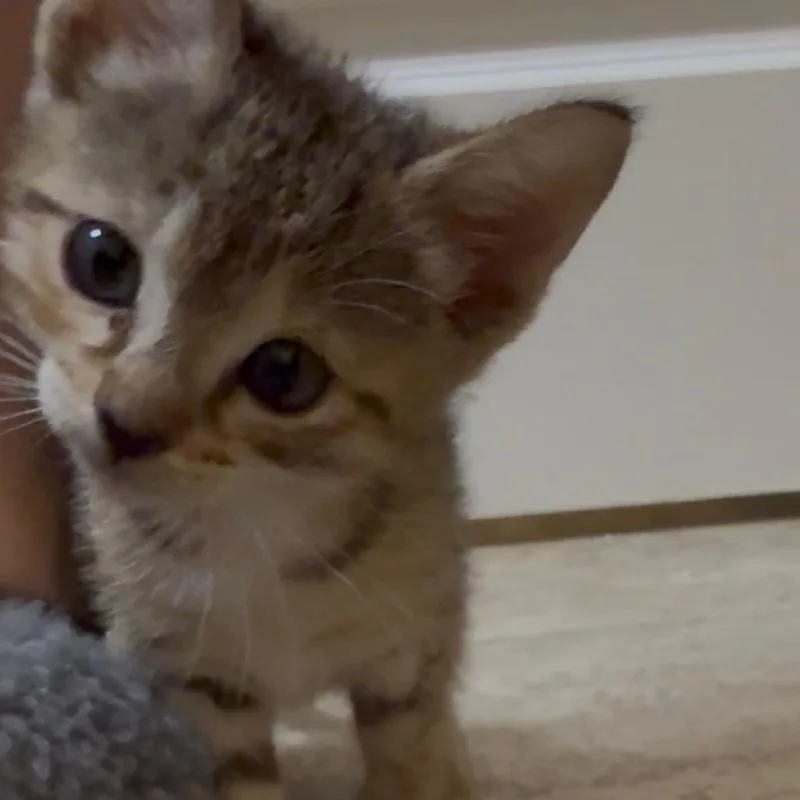 Minnie thumbnail 3