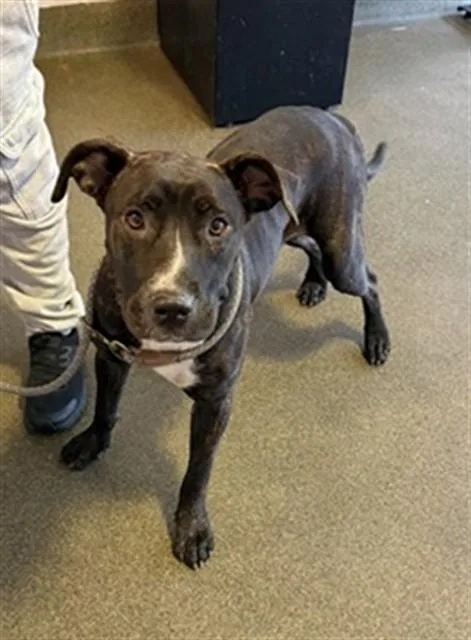 A young medium-sized female Mixed Breed dog named Commander Nibbles for adoption in Jacksonville, FL