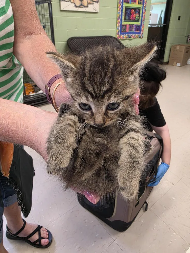 A baby small-sized male Domestic Short Hair cat named Pepsi for adoption in Burnsville, NC
