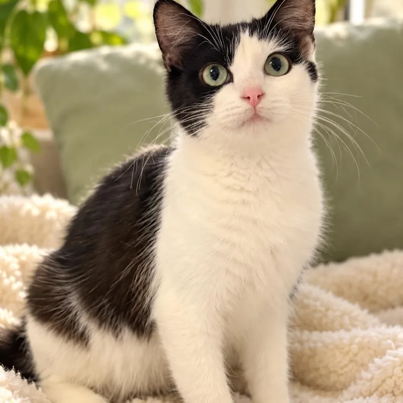 A young small-sized female Black Domestic Short Hair cat named Praline C for adoption in Corsicana, TX