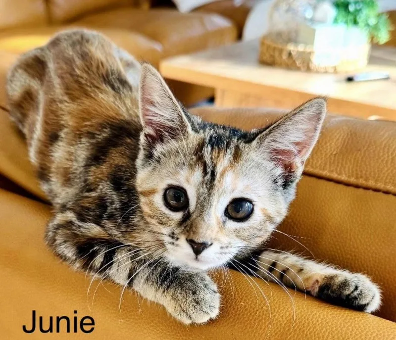 A young small-sized female Domestic Short Hair cat named Junie for adoption in Winter Garden, FL