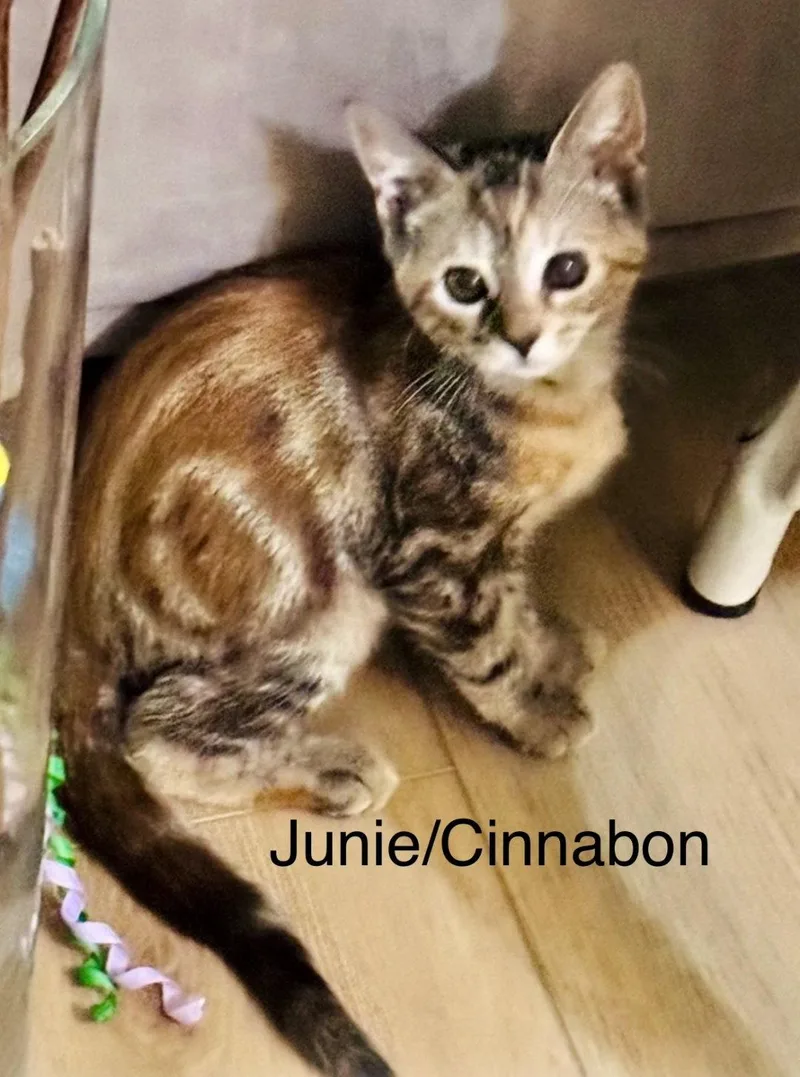 Junie thumbnail 2