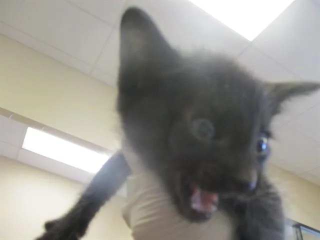 A baby small-sized male Domestic Short Hair cat named Dutton for adoption in Ocala, FL