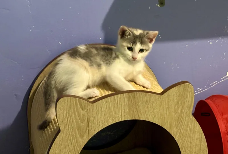 Molly thumbnail 2
