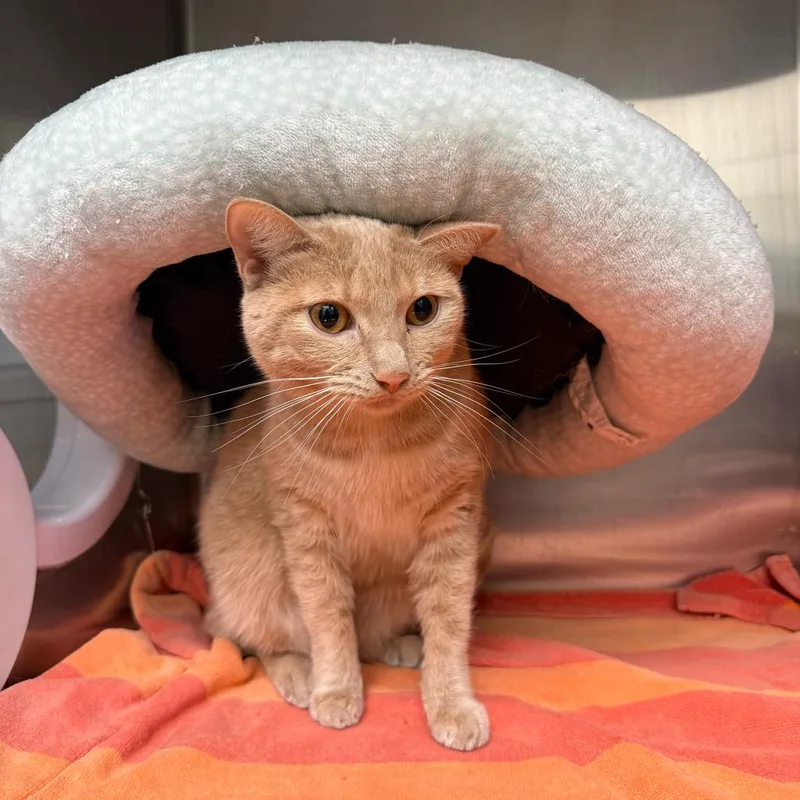 An adult large-sized female Orange / Red Domestic Short Hair cat named Hot Honey for adoption in Los Angeles, CA