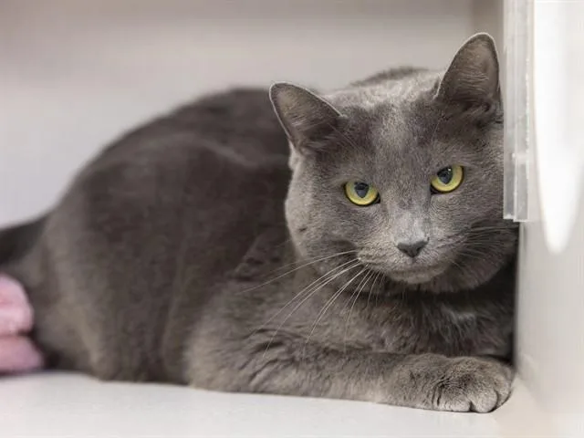 An adult large-sized female Russian Blue cat named Cleo for adoption in Phoenix, AZ