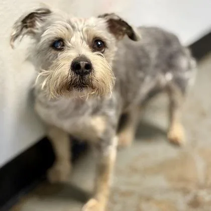 An adult small-sized male Miniature Schnauzer dog named Sailor for adoption in Red Bluff, CA