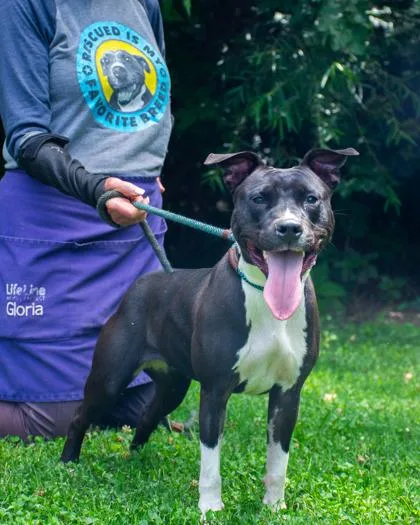 An adult medium-sized female Mixed Breed dog named Theresa for adoption in Chamblee, GA